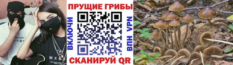 Псилоцибиновые грибы мицелий  сайты даркнета официальный сайт  Благовещенск 
